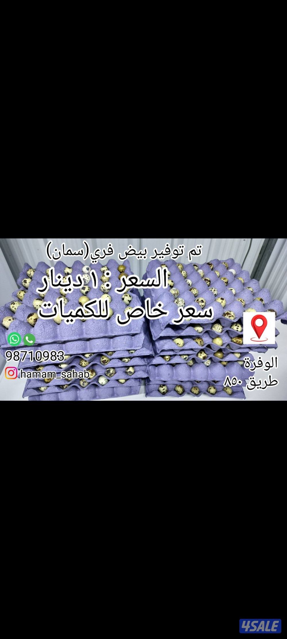 بيض فري تجميع يومي0