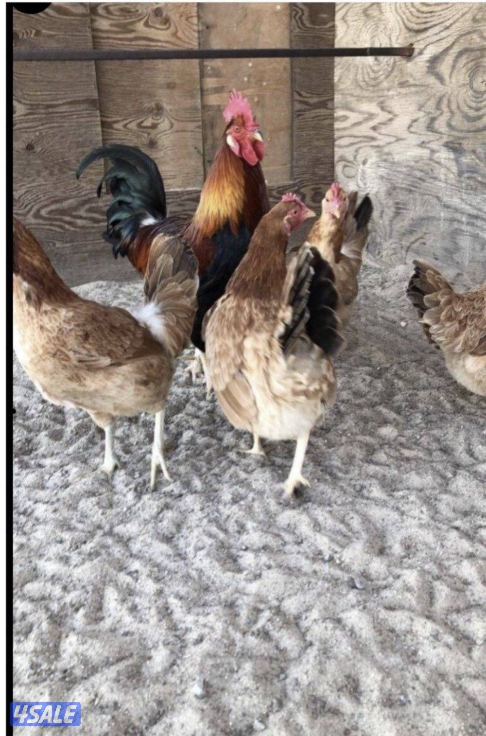 للبيع صيصان دجاج عربي ترثة وبيض طازج للفقاسة2