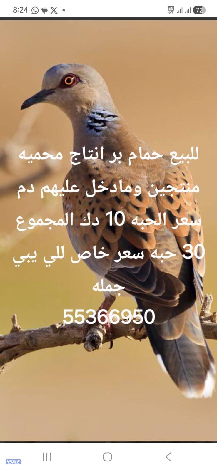 للبيع حمام بر قمري0