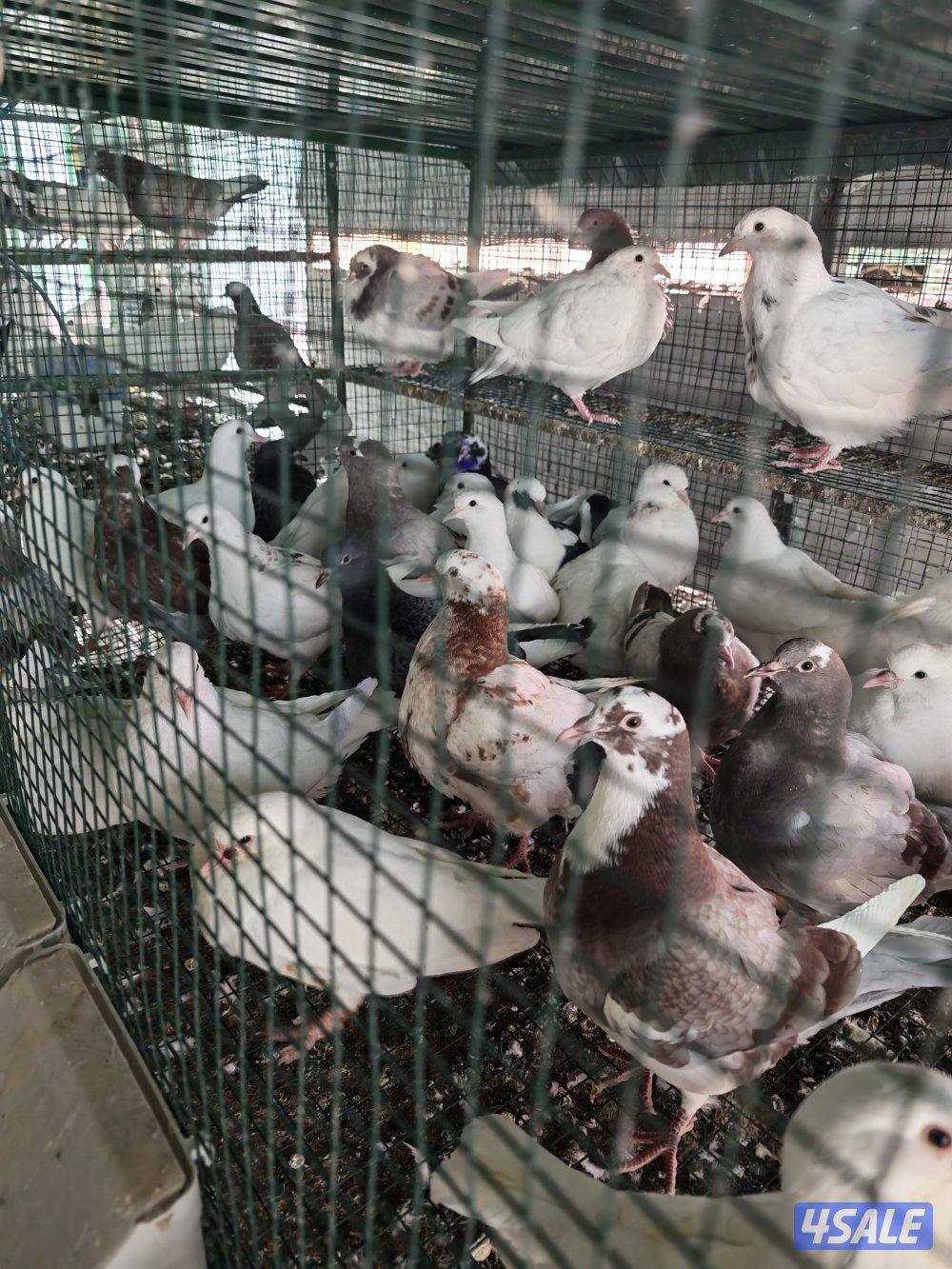 الموفره قطعة 10