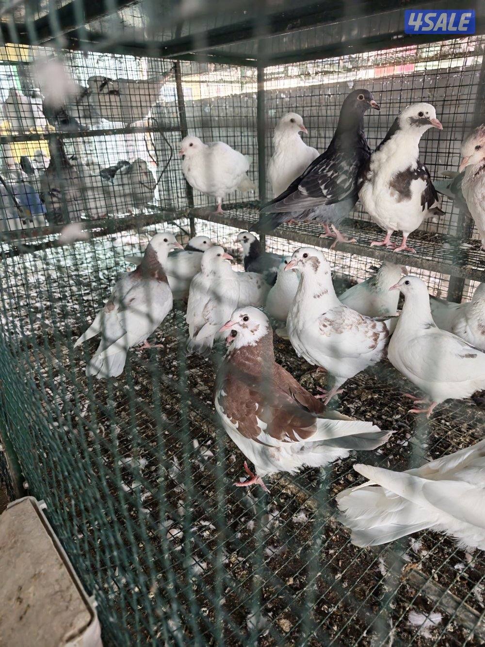 الموفره قطعة 11