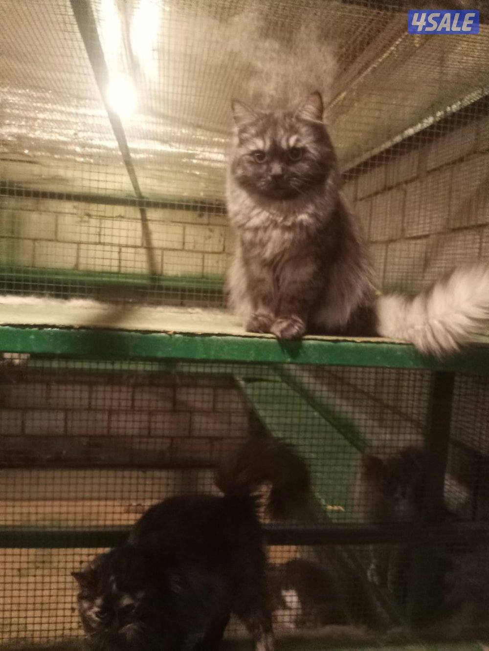 تبني  قطط اشكال مختلفه0