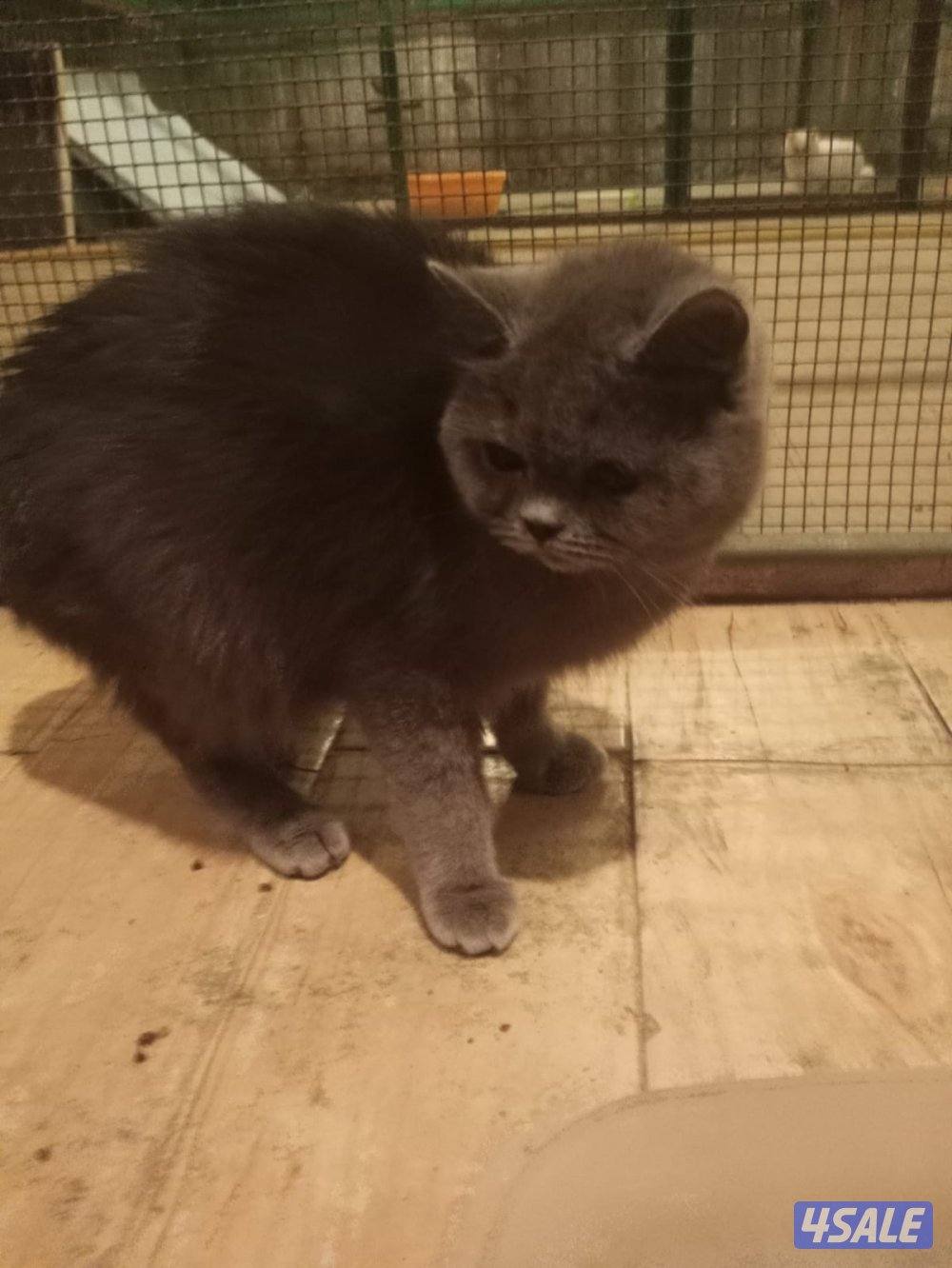 تبني  قطط اشكال مختلفه1