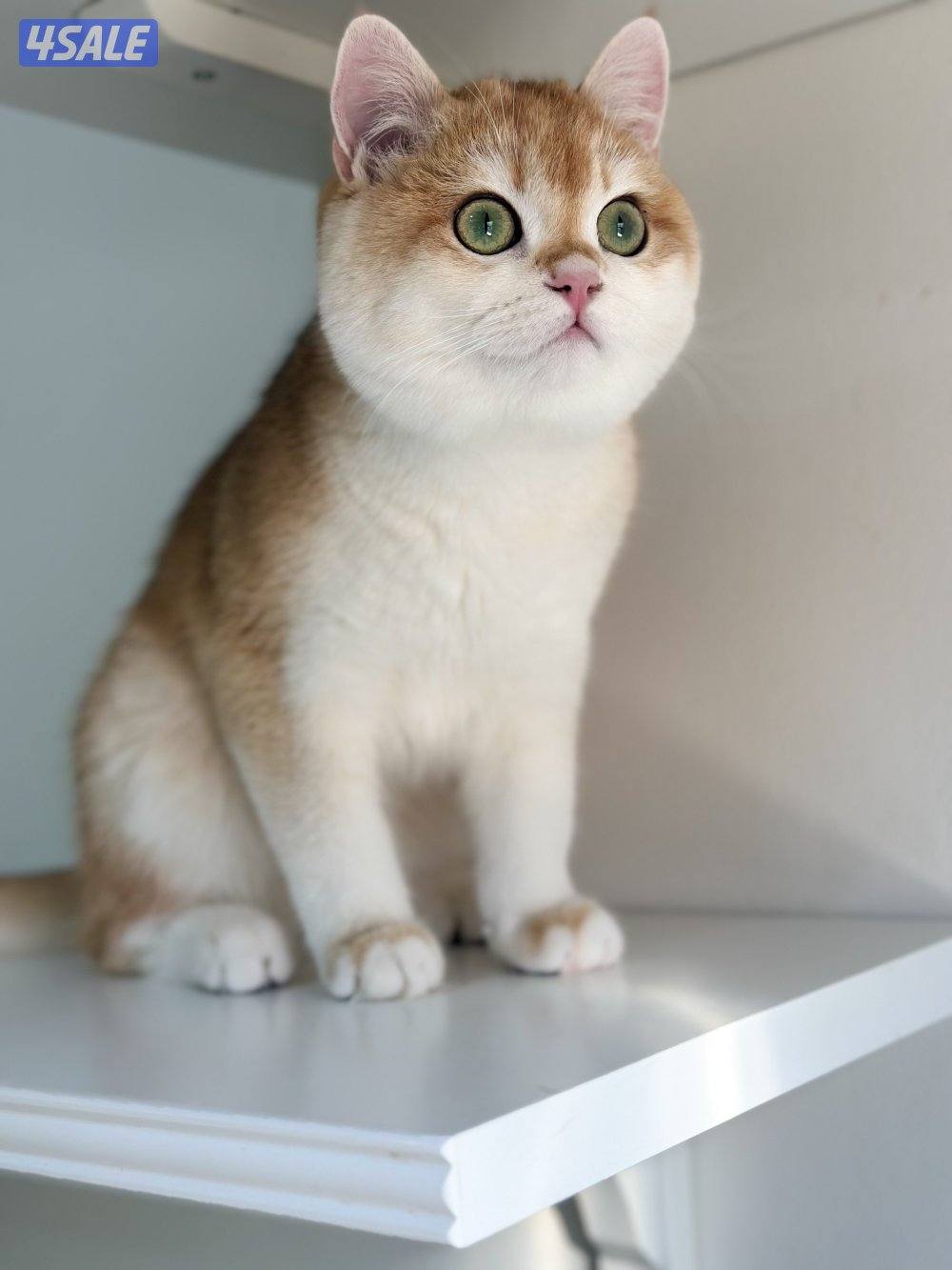 متوفر قط بريتش ذكر مسجل0