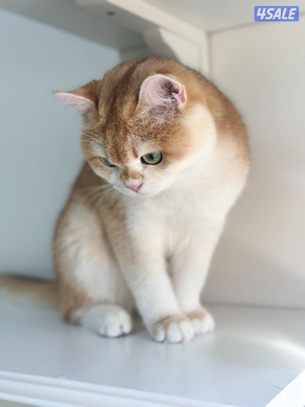 متوفر قط بريتش ذكر مسجل1