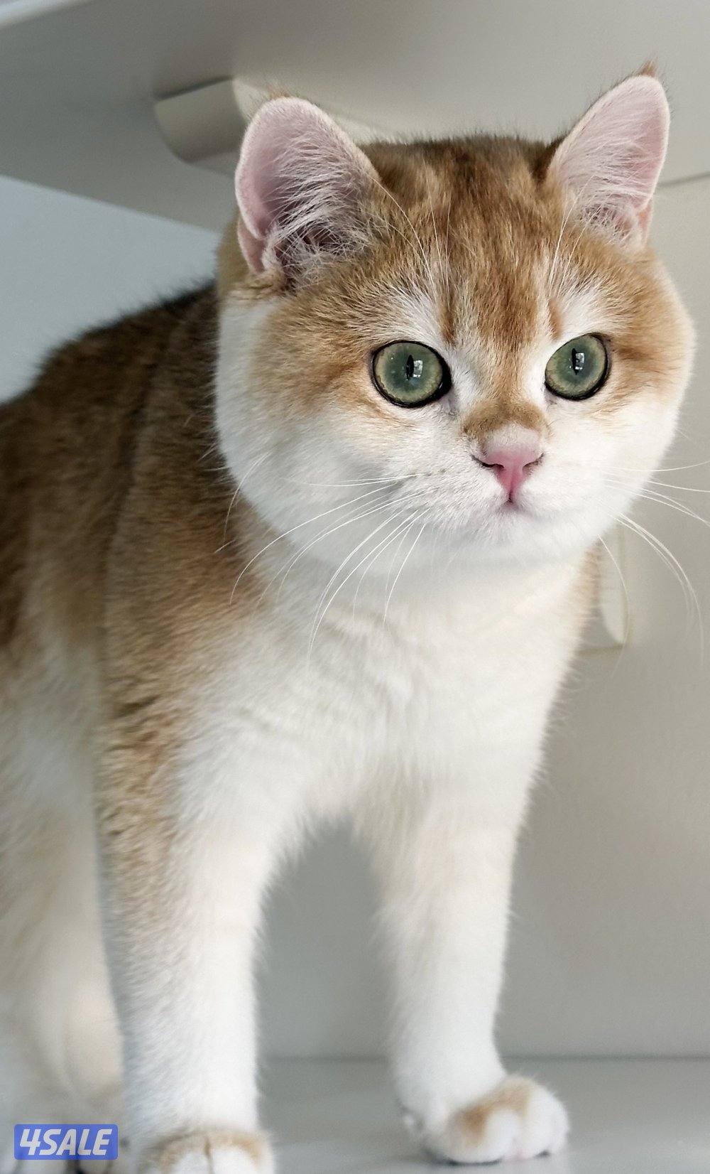 متوفر قط بريتش ذكر مسجل2