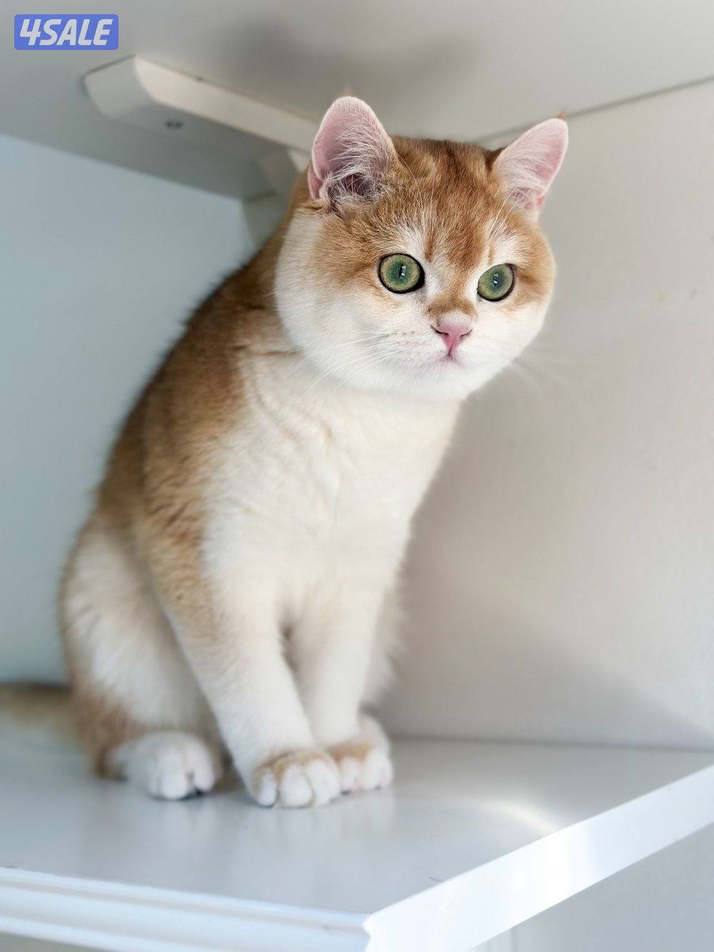 متوفر قط بريتش ذكر مسجل3