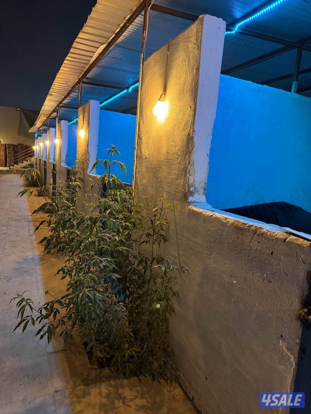 مربط المشهر0