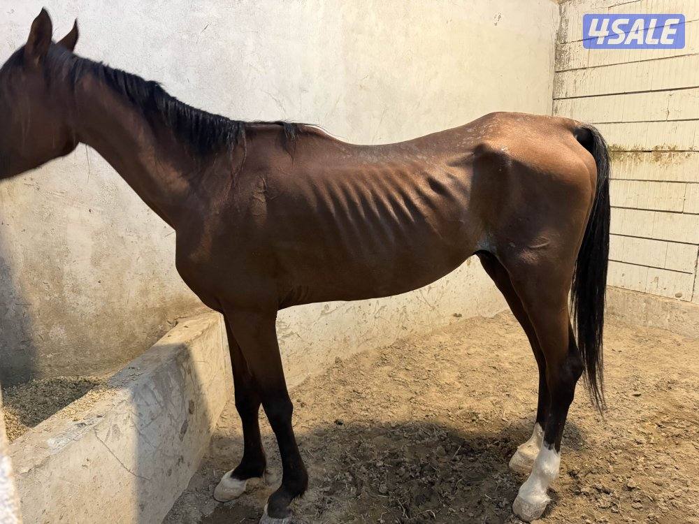 مربط المشهر1