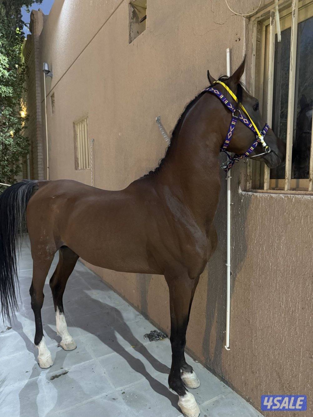 مربط المشهر2