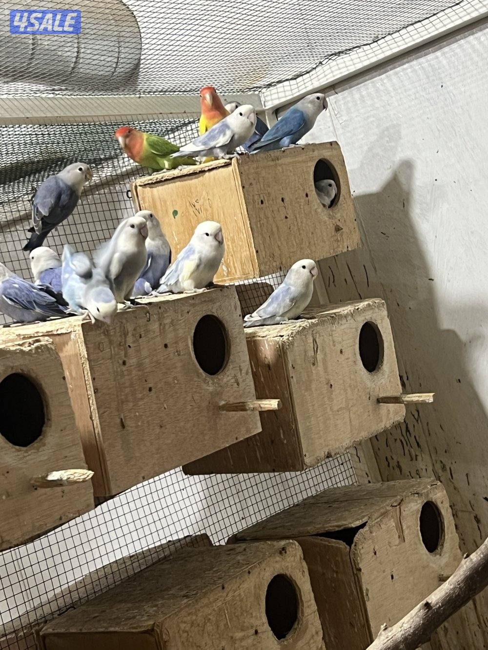 للبيع لوفبيرد1