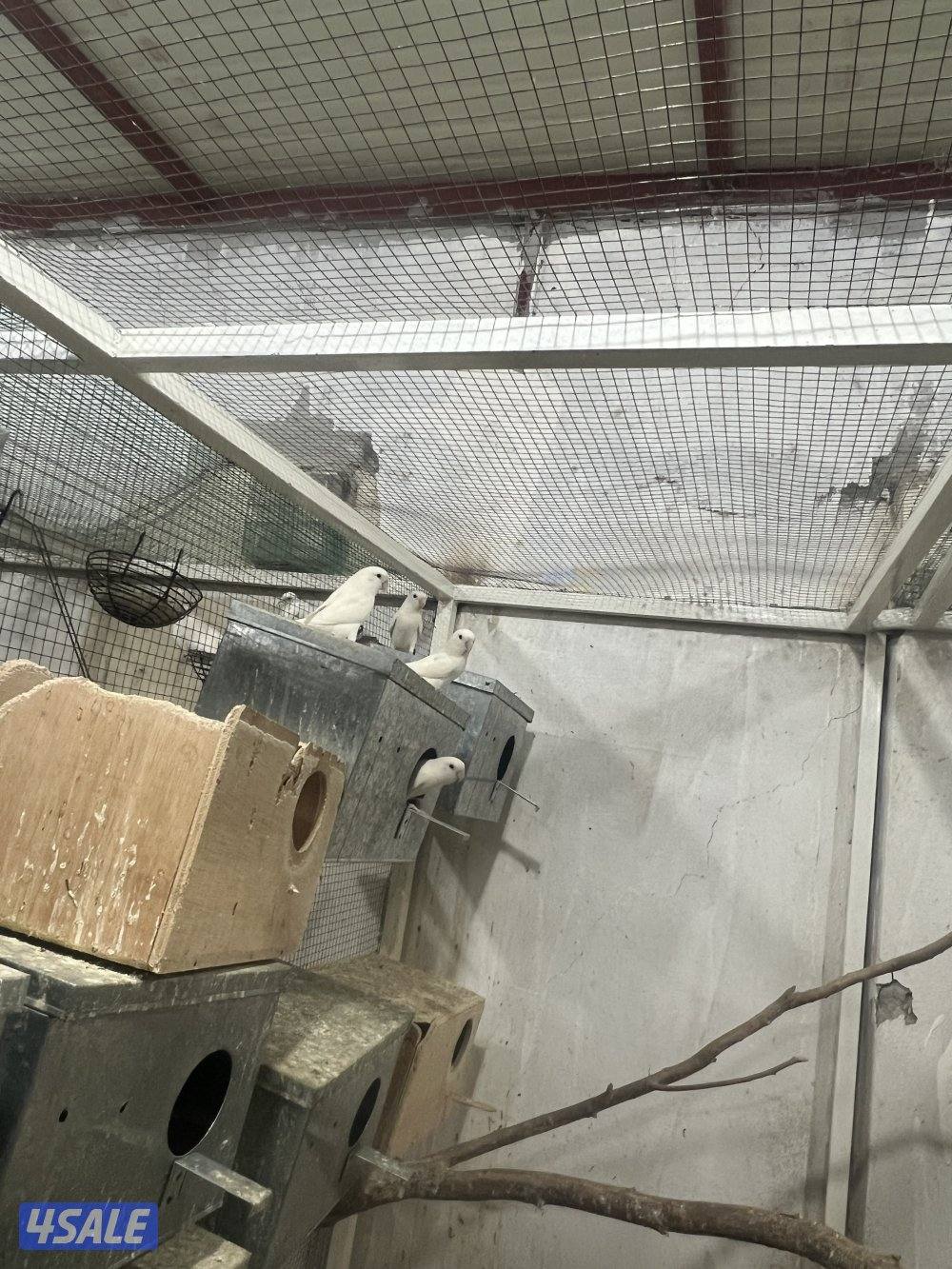 للبيع لوفبيرد2