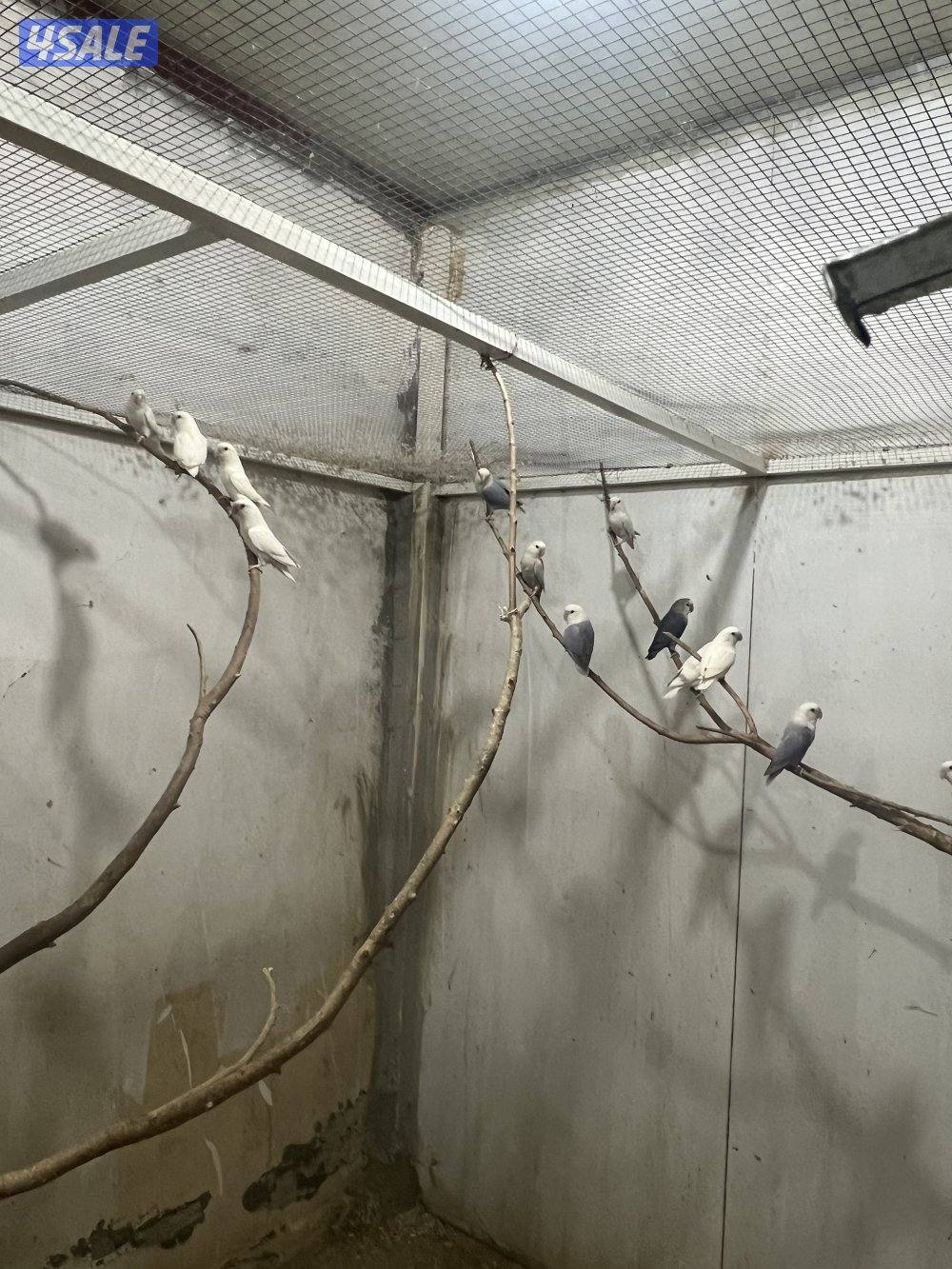 للبيع لوفبيرد3