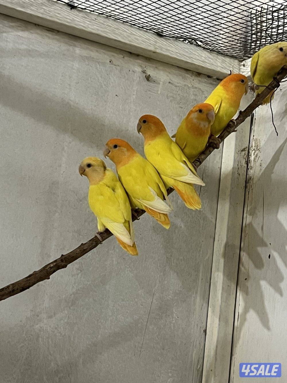 للبيع لوفبيرد4