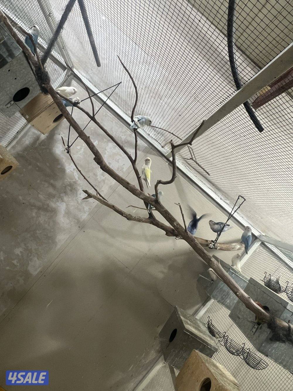 للبيع لوفبيرد5