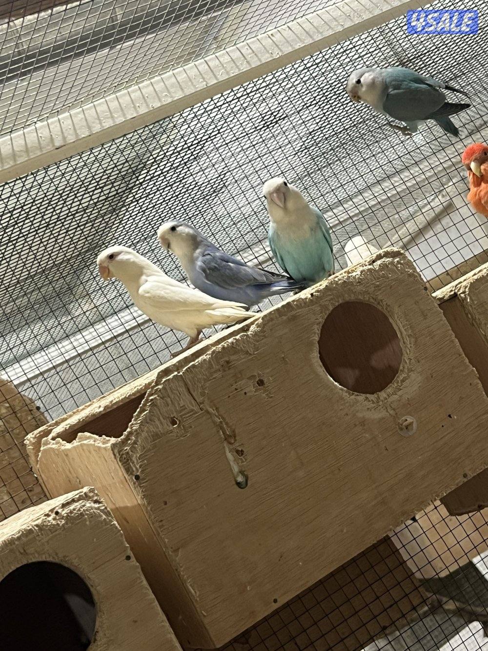 للبيع لوفبيرد6