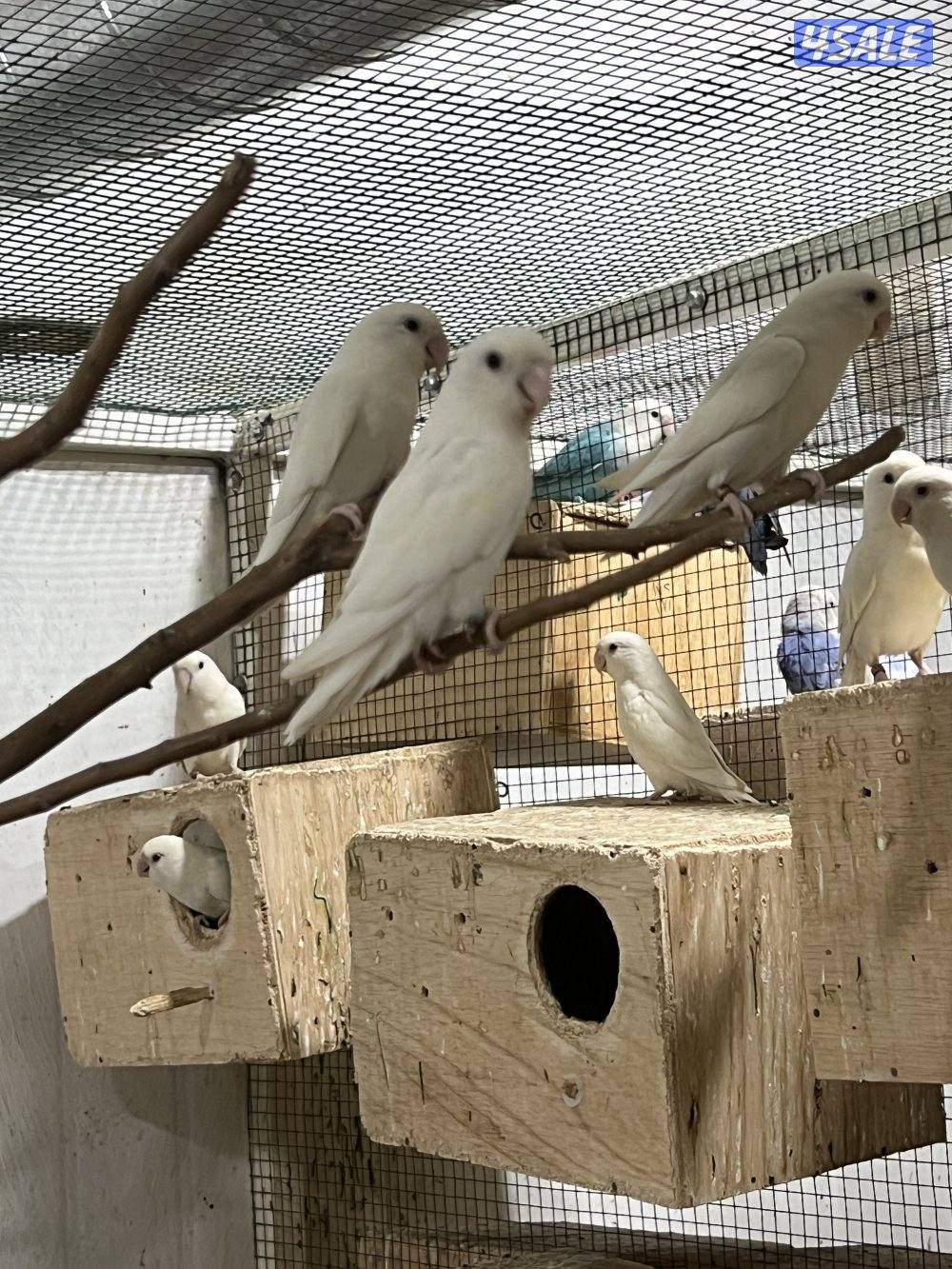 للبيع لوفبيرد7