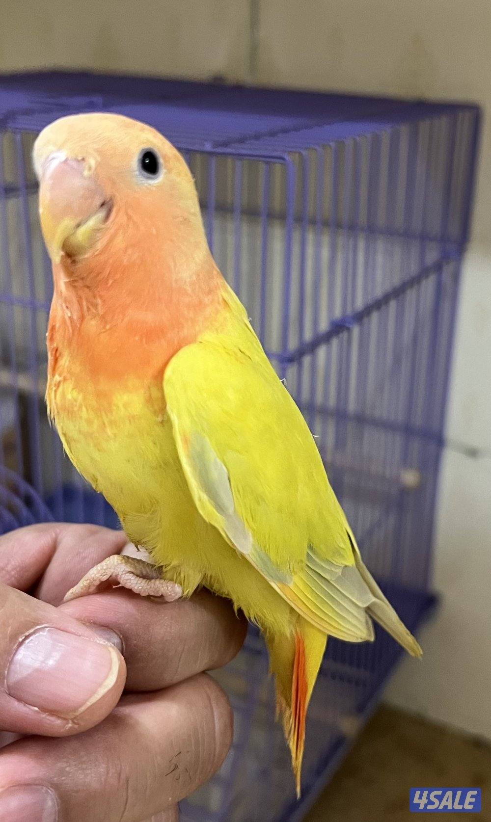 للبيع لوف بيرد بيور0