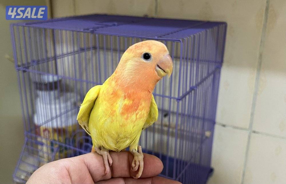 للبيع لوف بيرد بيور1