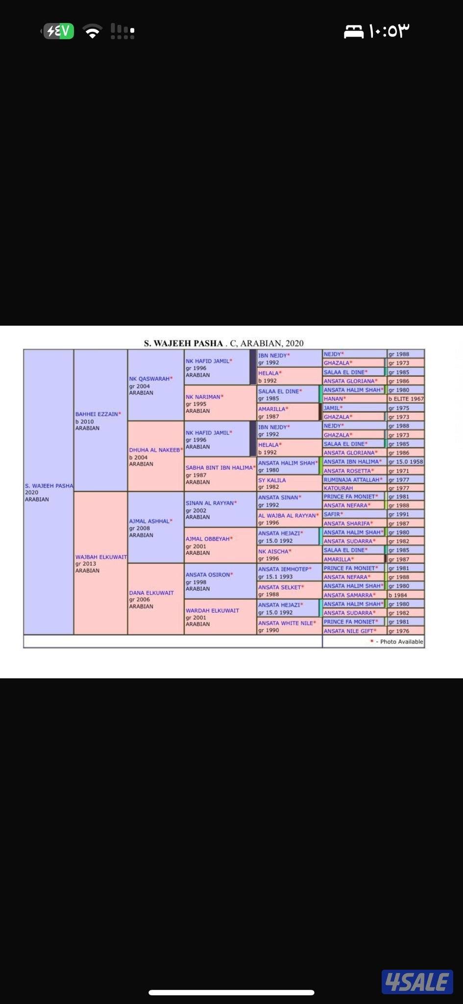 حصان مصري بيور2
