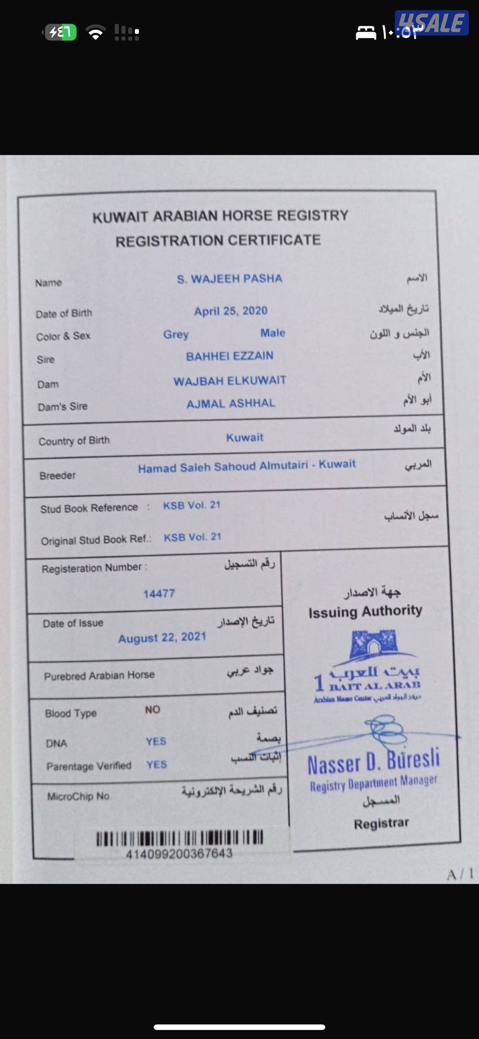 حصان مصري بيور1