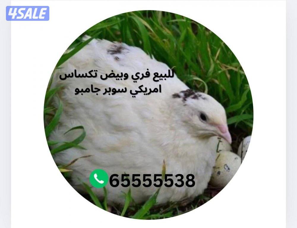 للبيع فري تكساس وبيض فري  جامبو السعر 3 يوجد خدمه توصيل 🚚 بسعر رمزي0