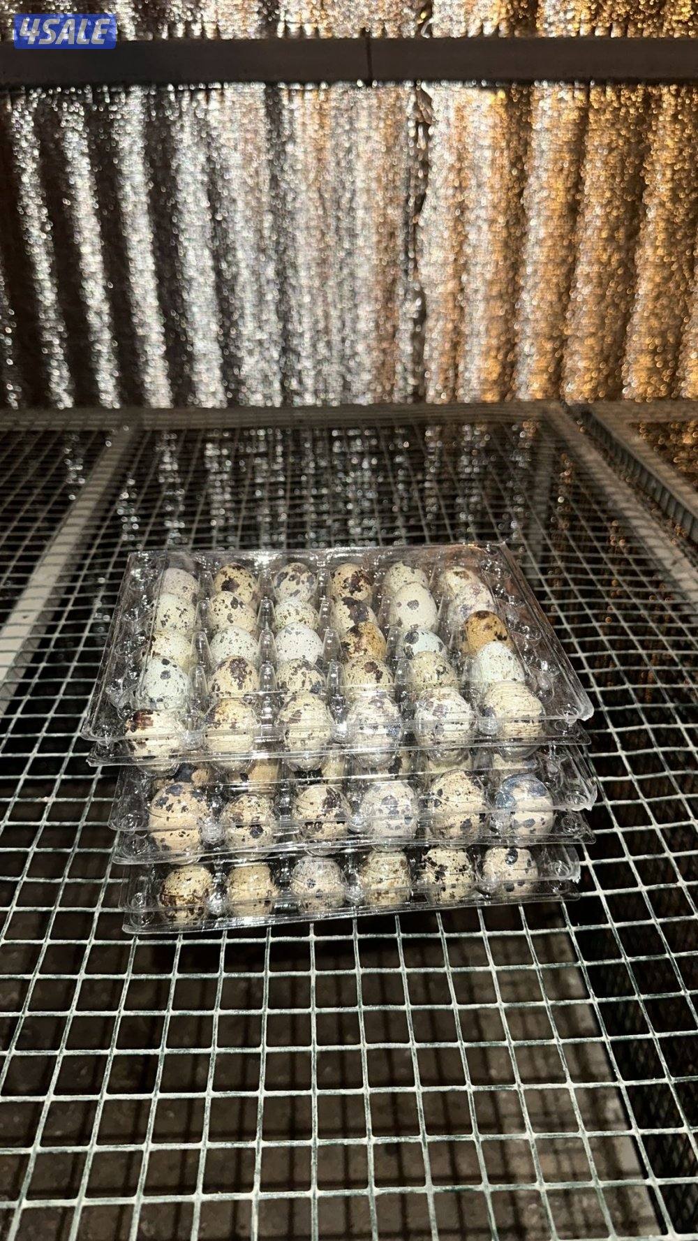 للبيع فري تكساس وبيض فري  جامبو السعر 3 يوجد خدمه توصيل 🚚 بسعر رمزي2