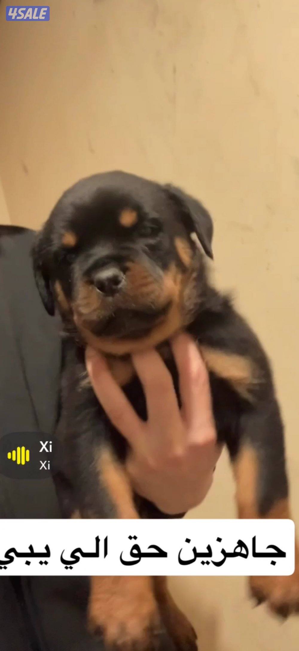 للبيع جراء روت وايلر0