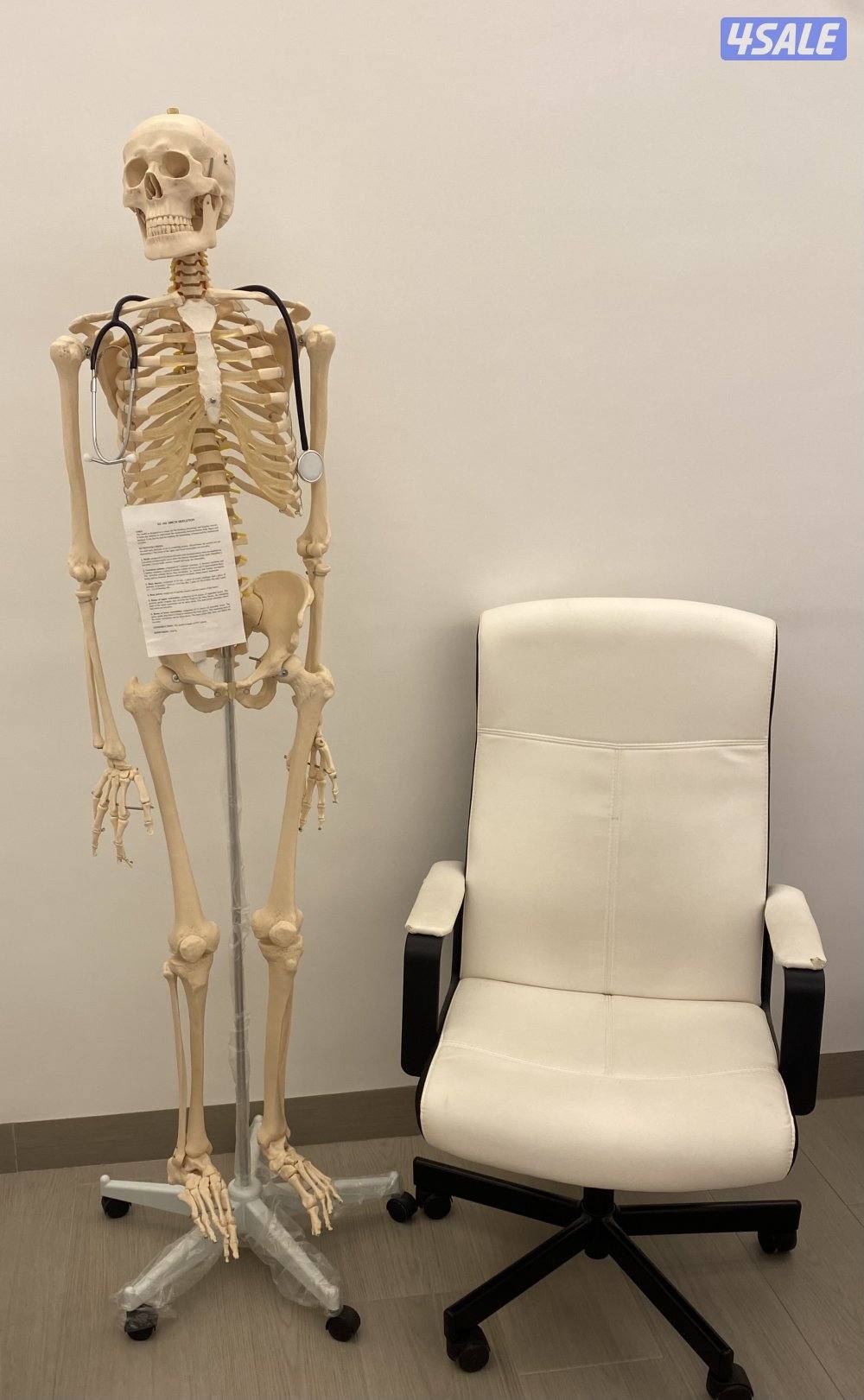 هيكل عظمي لمادة التشريح او العلوم طوله تقريباً ١٦٠سم0