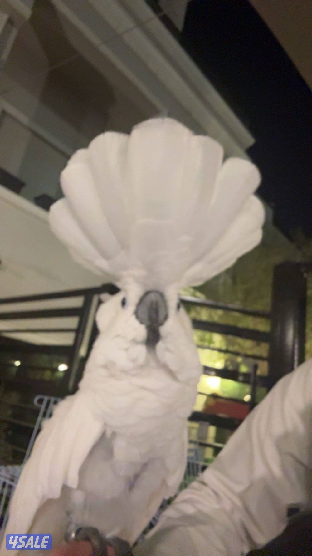 كوكاتو امبريلا0