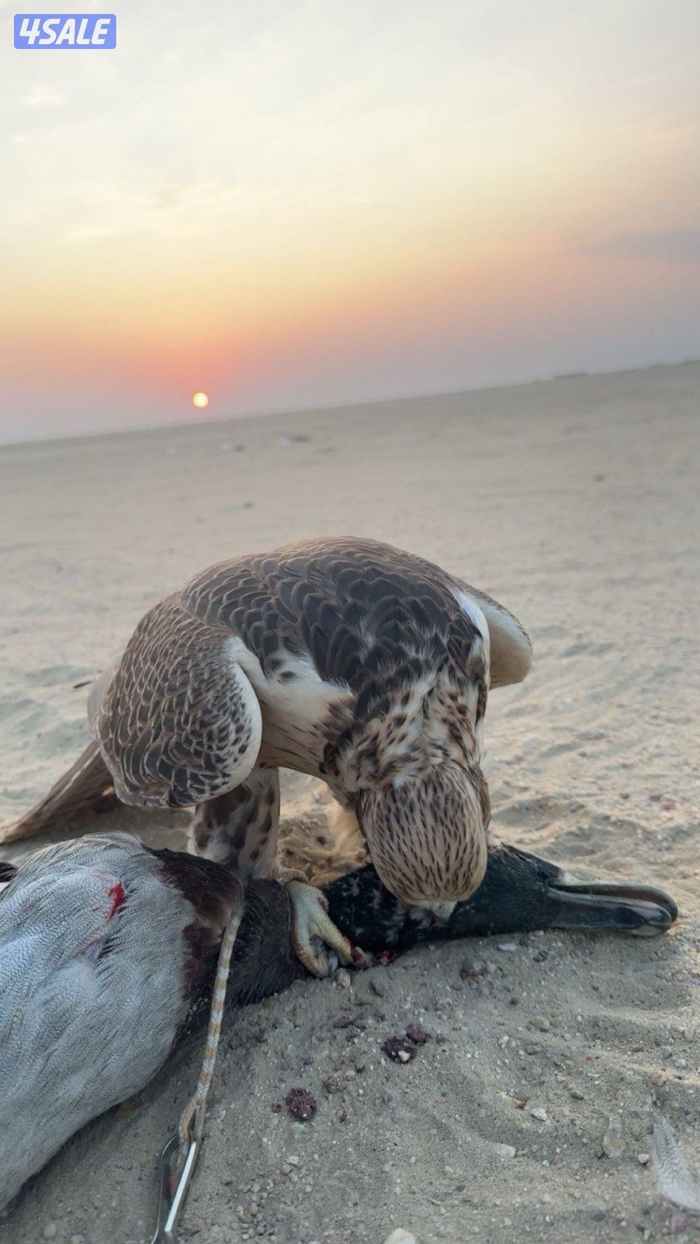 طير حر فارسي1