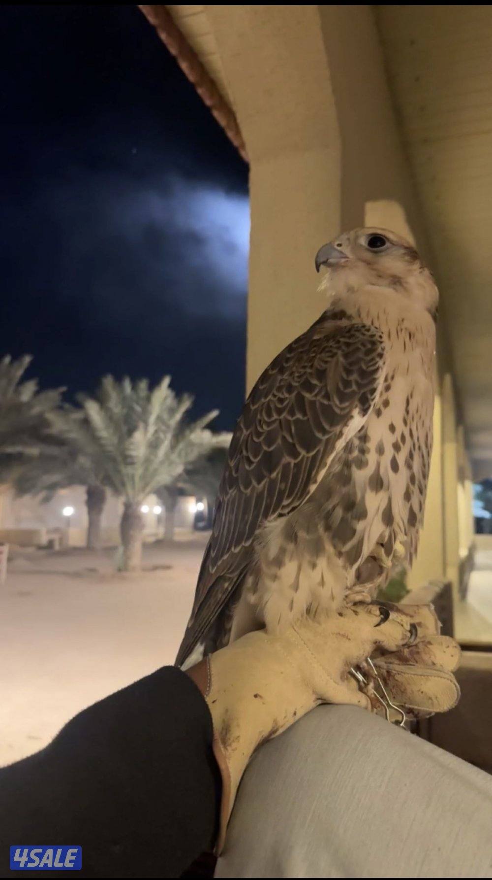 طير حر فارسي0