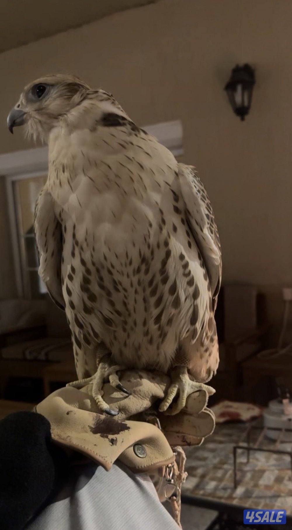 طير حر فارسي2