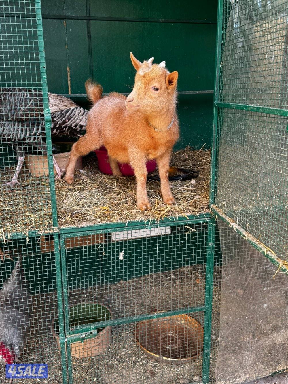 للبيع تيس جيكي بصحه ممتازه العمر فوق 4 شهور0