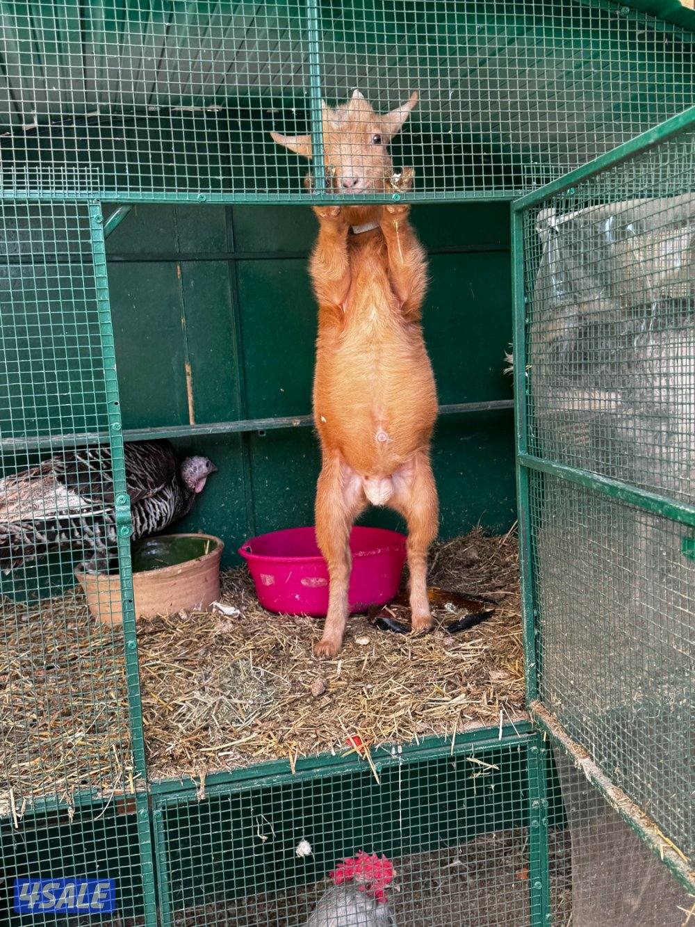 للبيع تيس جيكي بصحه ممتازه العمر فوق 4 شهور1