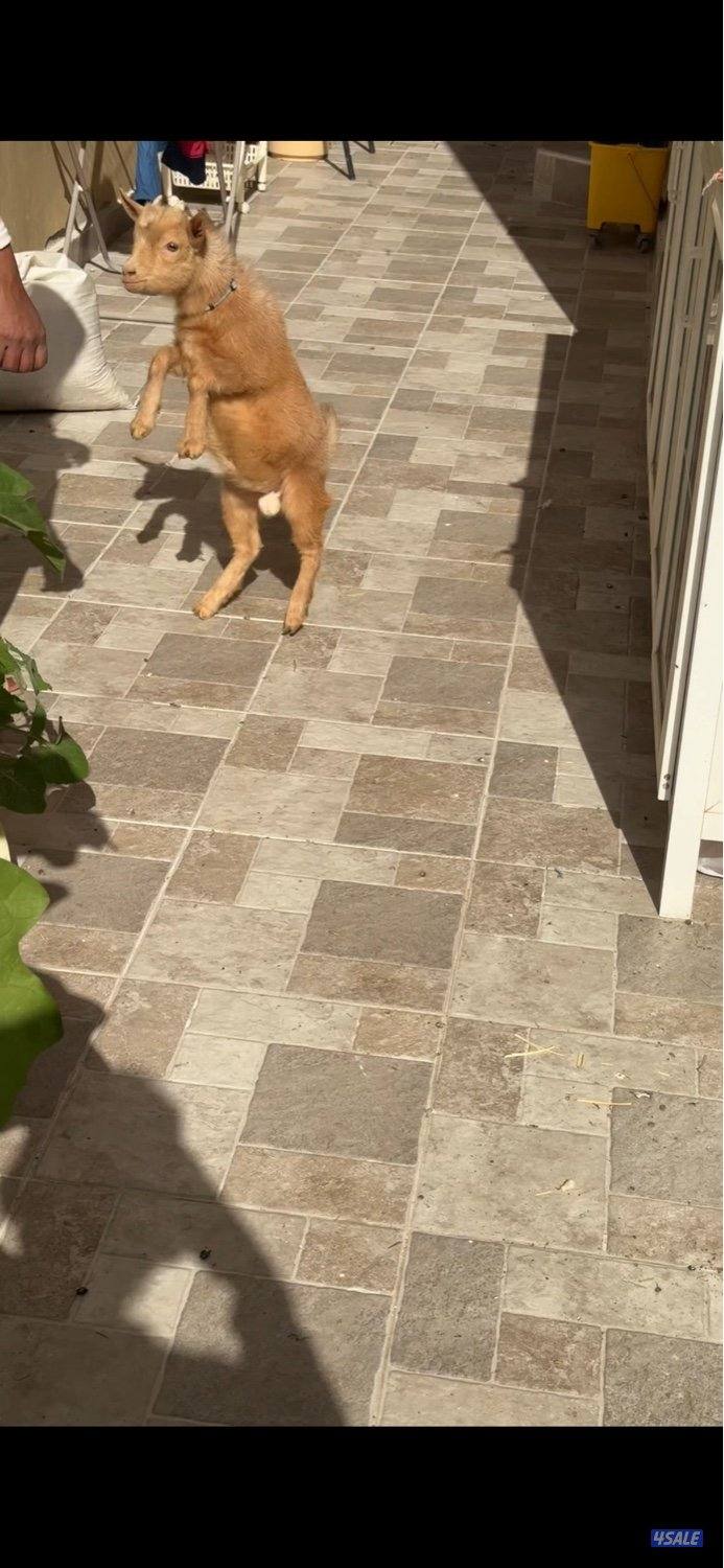 للبيع تيس جيكي بصحه ممتازه العمر فوق 4 شهور2