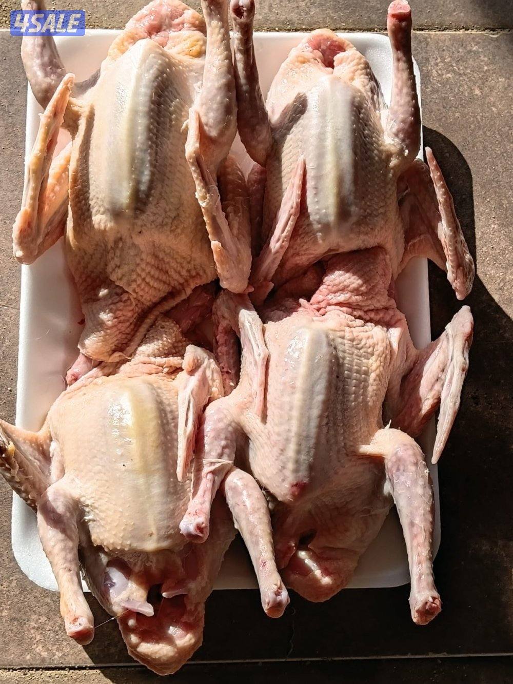 للبيع فروخ حمام العبدلي0