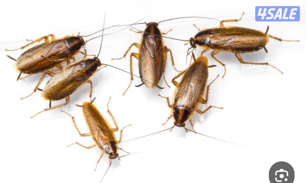 رش حشرات لنمل والصراصير كفالة سنه جميع مناطق الكويت بدون رائحه4