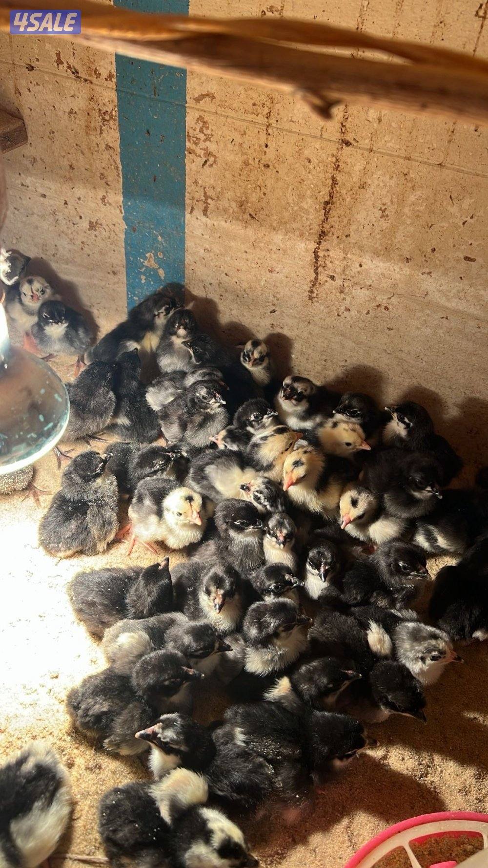 للبيع فروخ دجاج عراقي ١٠٠ فرخ ب ٢٠0