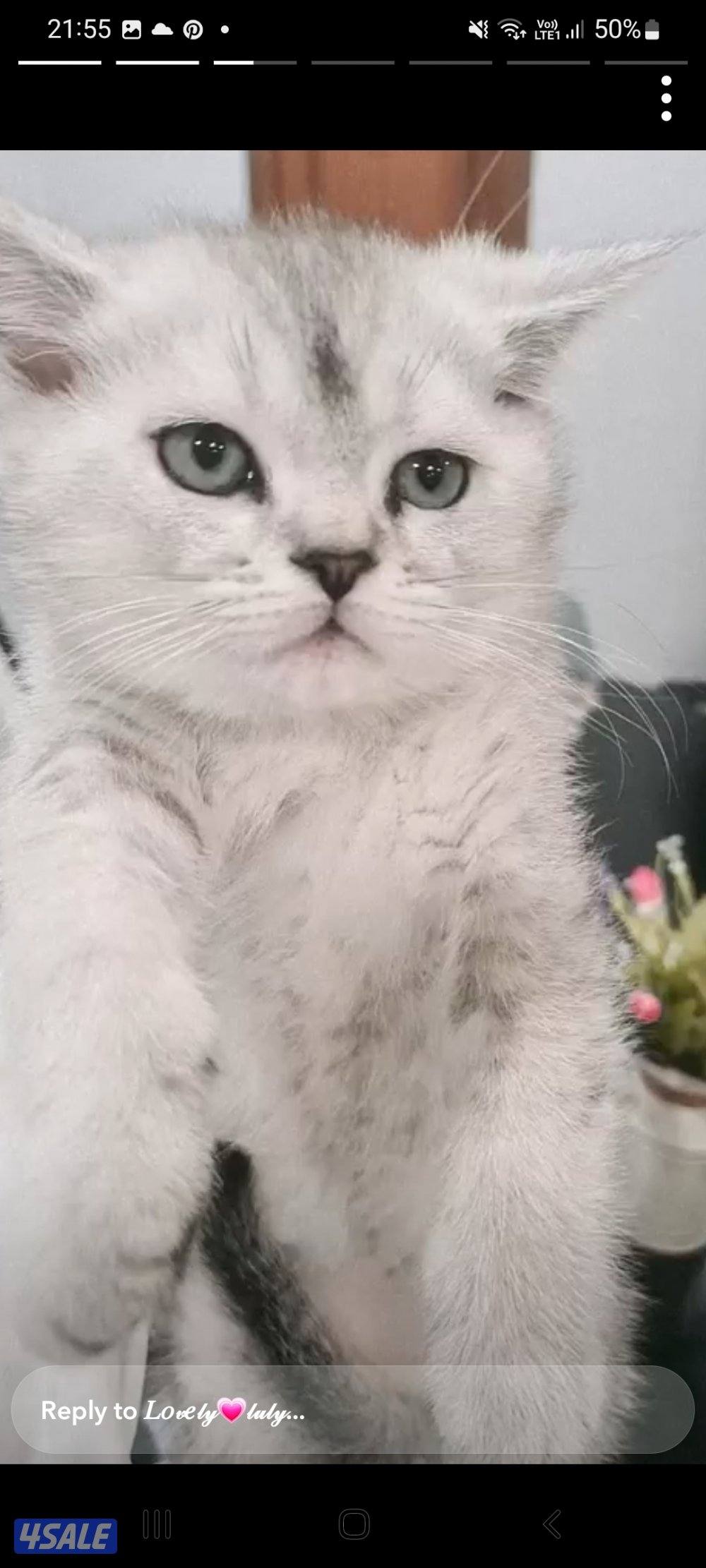 شكوتش فولد مكس بريتش جميلين لعوبين وفرندلي مستوى جميل على امهم وابوهم0