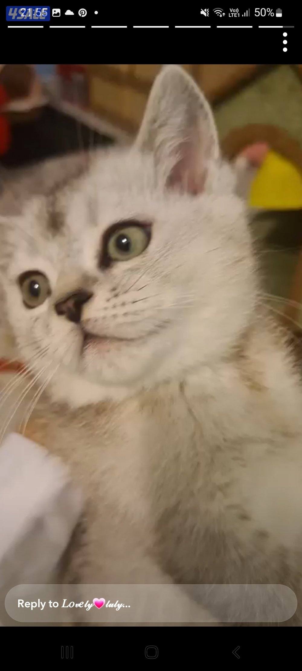 شكوتش فولد مكس بريتش جميلين لعوبين وفرندلي مستوى جميل على امهم وابوهم1