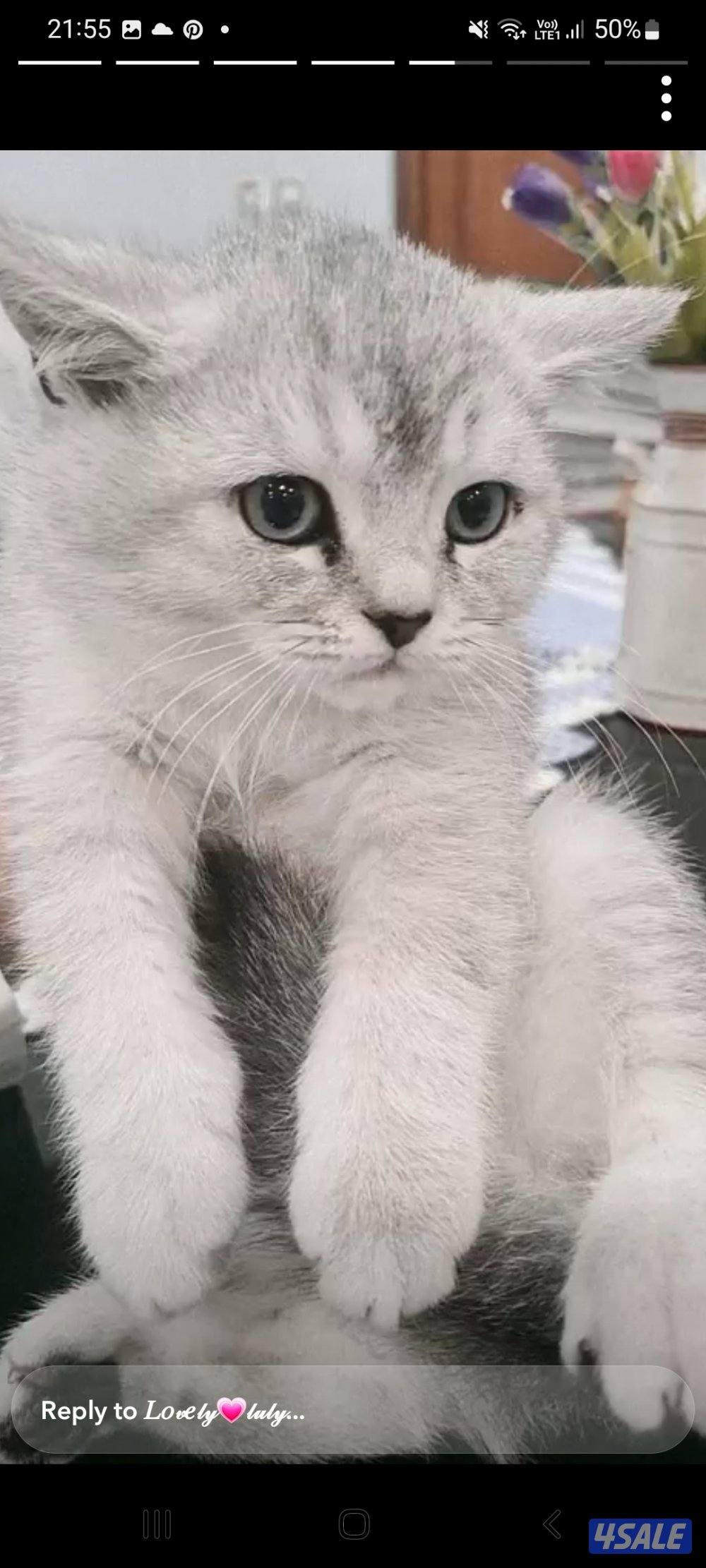 شكوتش فولد مكس بريتش جميلين لعوبين وفرندلي مستوى جميل على امهم وابوهم2