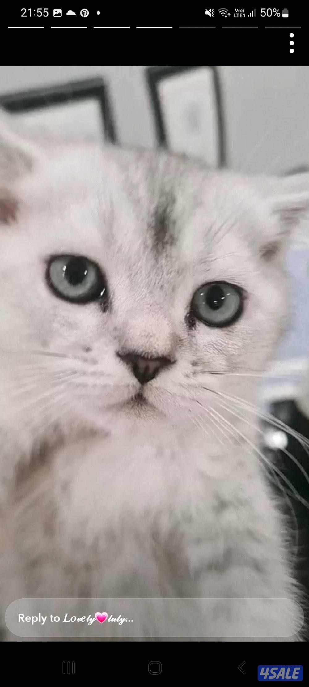 شكوتش فولد مكس بريتش جميلين لعوبين وفرندلي مستوى جميل على امهم وابوهم3