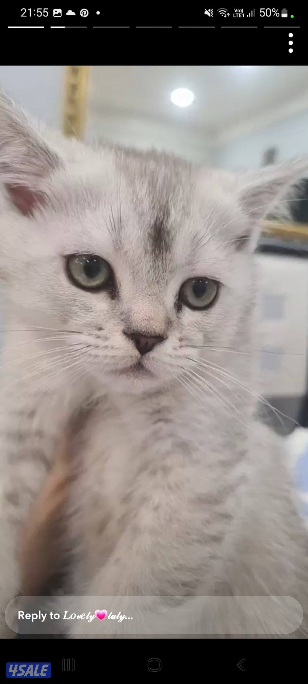 شكوتش فولد مكس بريتش جميلين لعوبين وفرندلي مستوى جميل على امهم وابوهم4