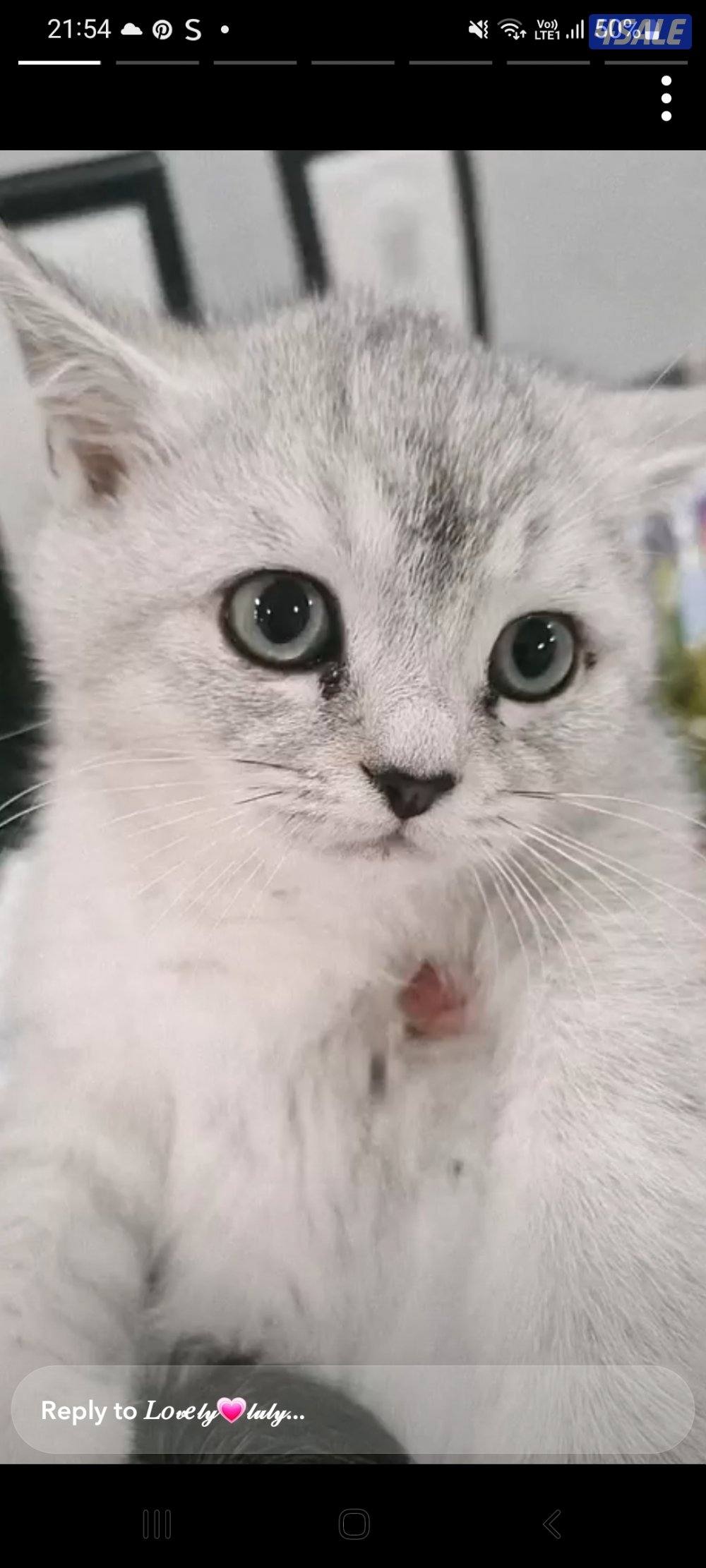 شكوتش فولد مكس بريتش جميلين لعوبين وفرندلي مستوى جميل على امهم وابوهم5