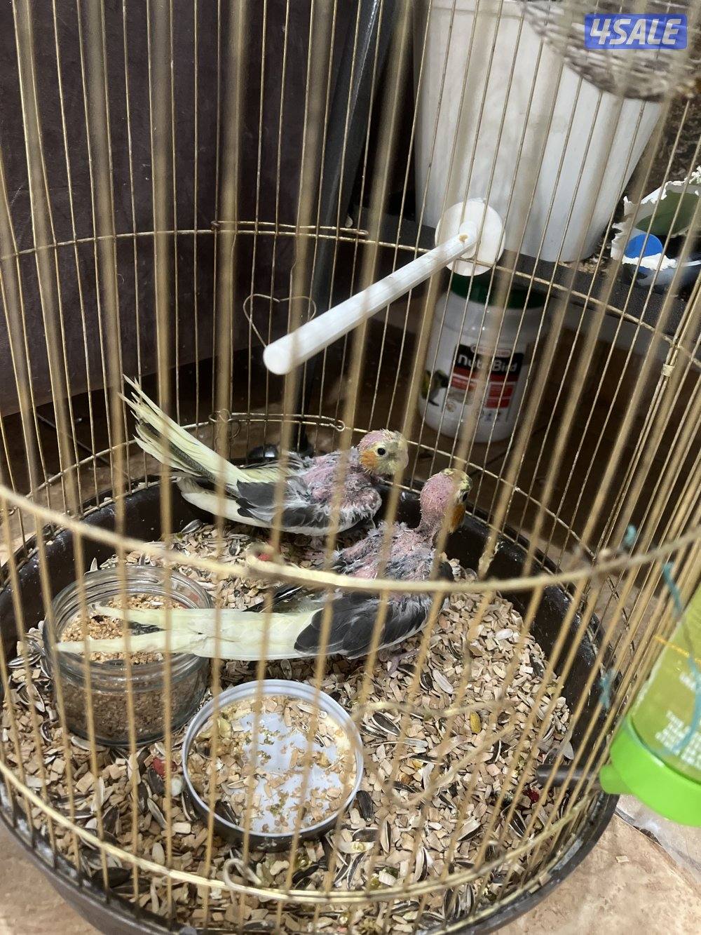 فراخ كوكاتيل  الواحد على ٢٠ دينار cockatiel chicks 20kd for each0