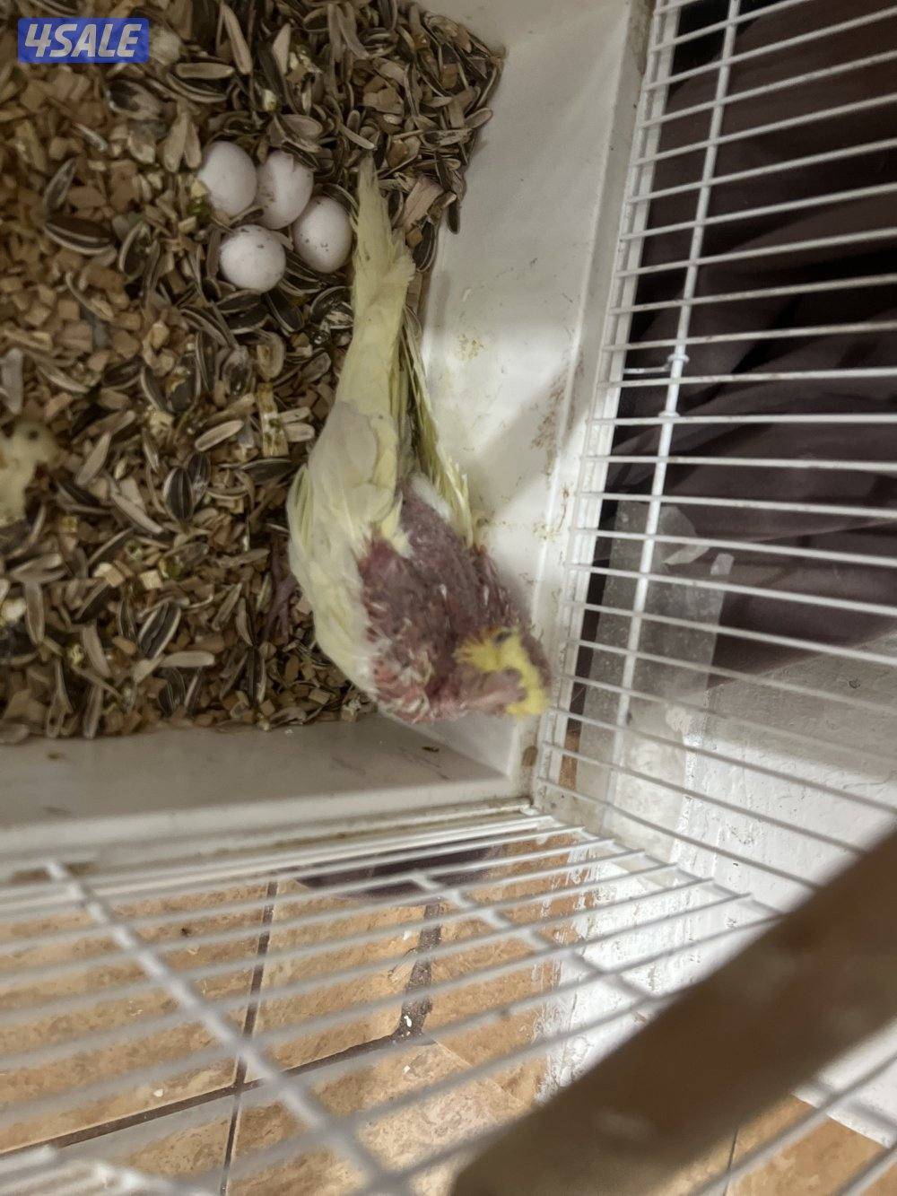 فراخ كوكاتيل  الواحد على ٢٠ دينار cockatiel chicks 20kd for each1