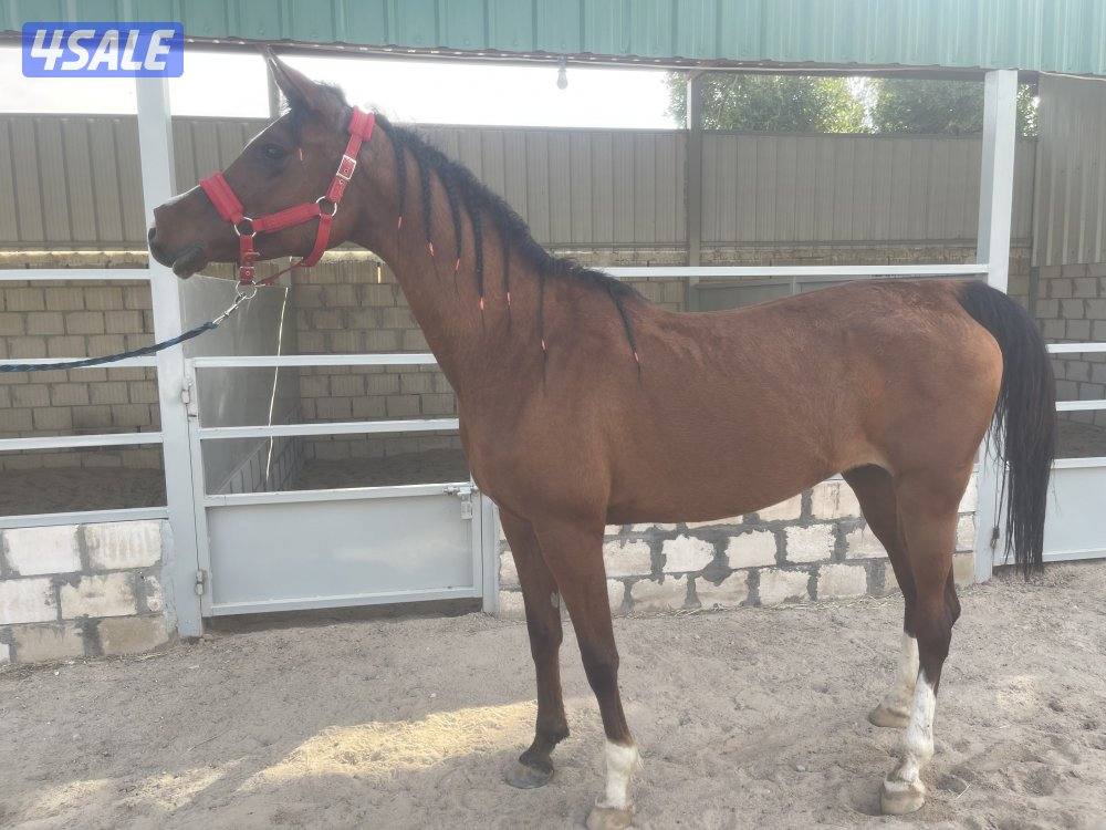 للبيع فرس بولش مستورده0