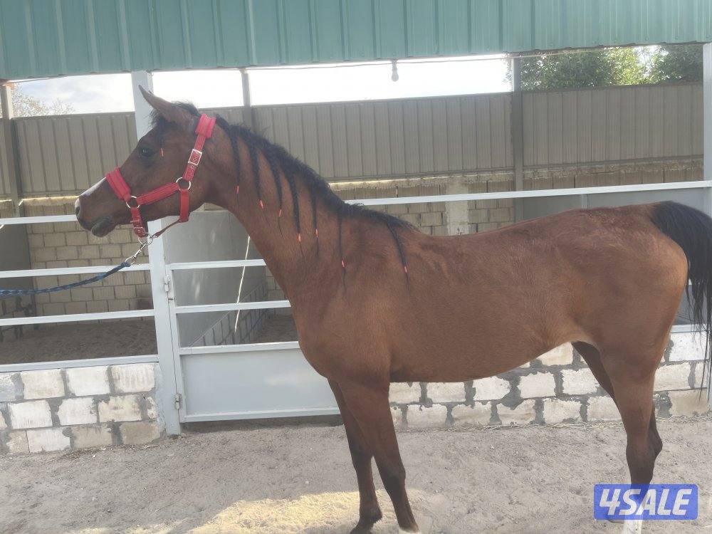 للبيع فرس بولش مستورده2