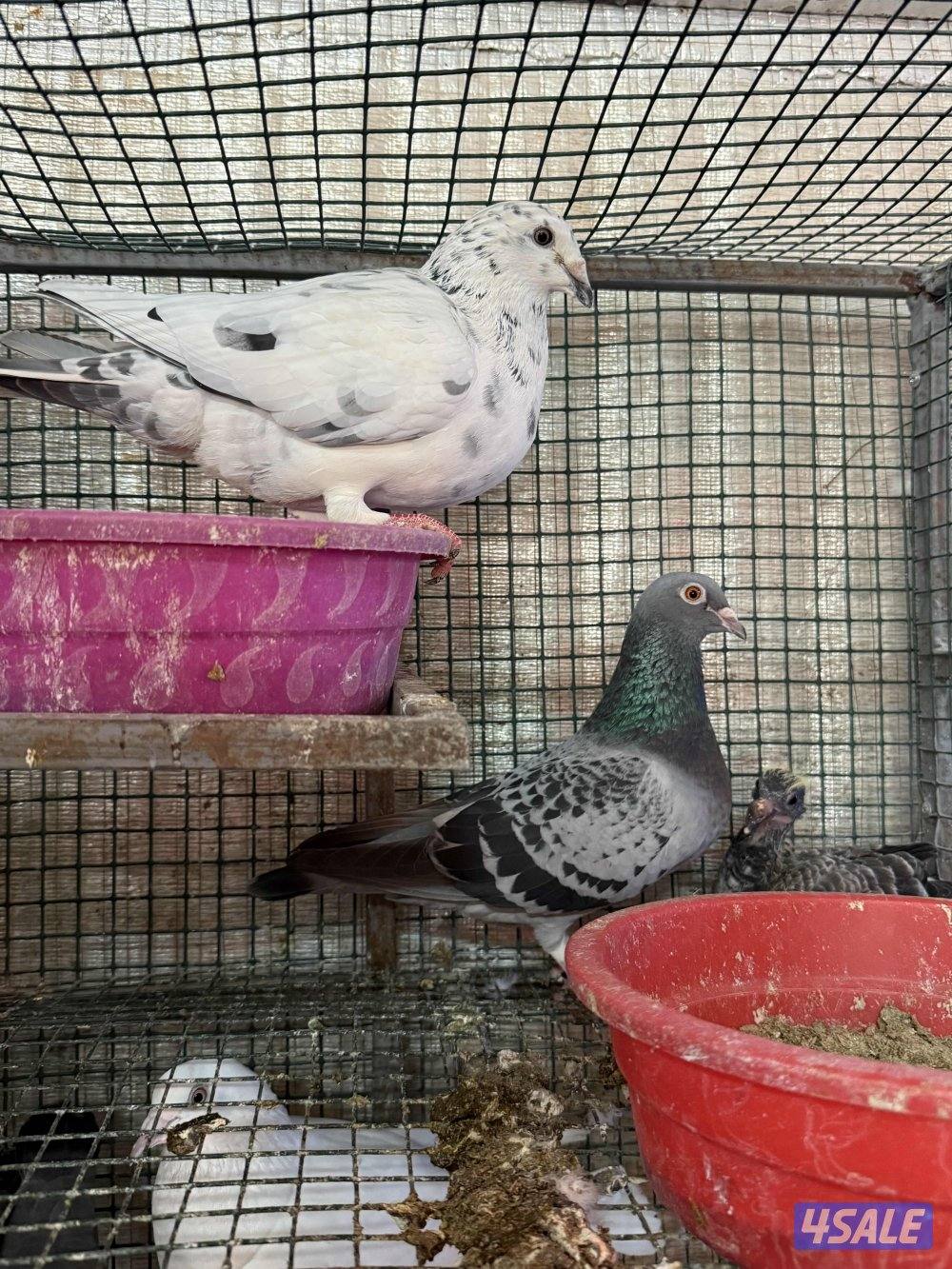 مزارع الوفره0